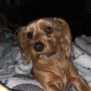 Meet your Posher, Chcharli